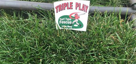 Triple Play Turf Type Tall Fescue Lawn Grass Seed Seed Pellet