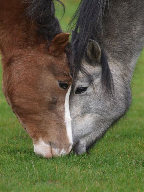 Two Ponies Grazing Stock Image Image Of Pony Beauty