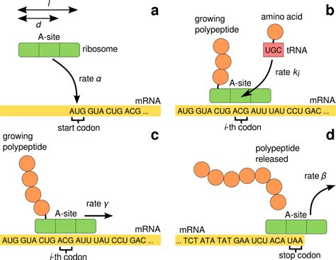 Rna editing, in which an rna sequence is altered by a complex of proteins and a guide rna, could also be considered translation begins when an mrna connects to the small subunit of a ribosome. Schematic figure of the model for mRNA translation ...
