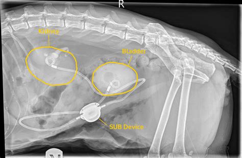 Kidney Cat The Story Of Ruckus Canada West Veterinary Specialists