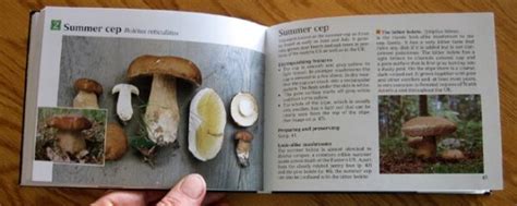 The Pocket Guide To Wild Mushrooms Book Review