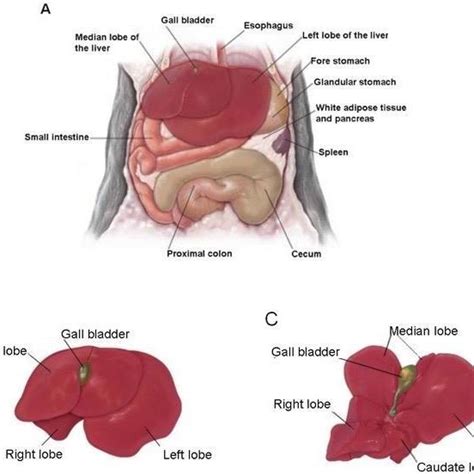 1 Anatomy Of The Mouse Liver A Position Of The Liver In The Cranial