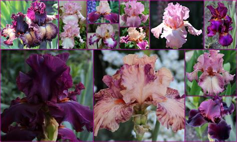 Discover more posts about bearded iris. TALL BEARDED IRISES with companion plants in my garden ...