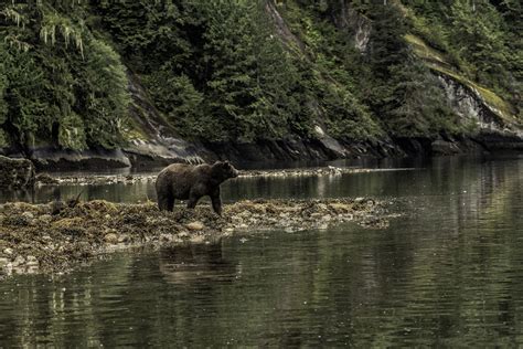 Bc Ends The Trophy Hunting Of Grizzly Bears Animal Protection