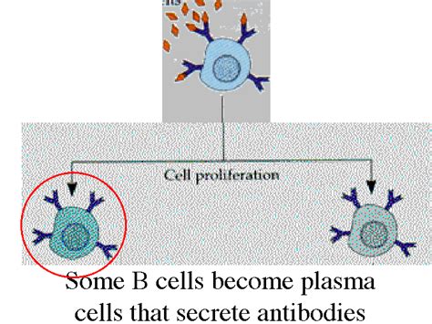 Some B Cells Become Plasma Cells That Secrete Antibodies