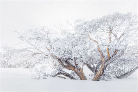 Snow Gums Australian Photography