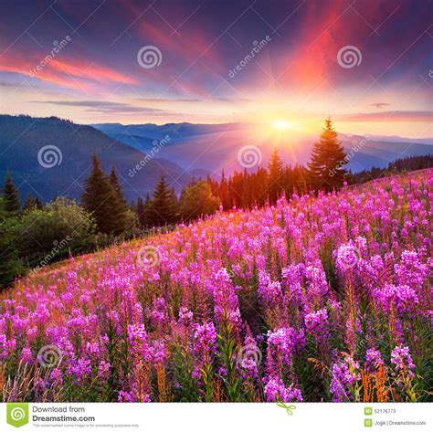 Красочный восход солнца лета в горах с розовыми цветками Стоковое