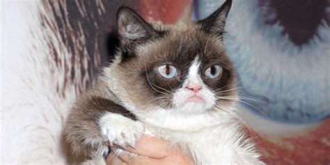 Grumpy Cat Trivia Family Bio Famous Birthdays