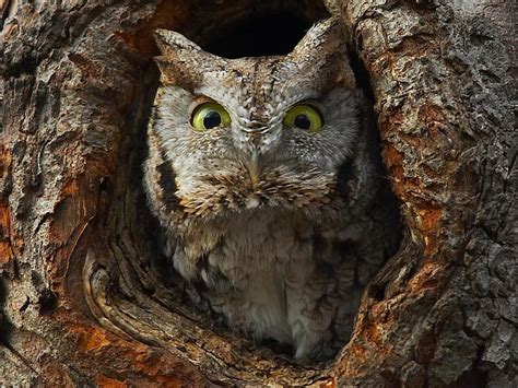 Scary Owl Owl Scary Owl Animals Beautiful