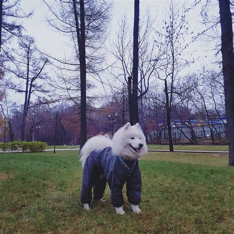 16 Pictures That Prove Samoyeds Are Perfect Weirdos Page 3 Of 6 Pettime