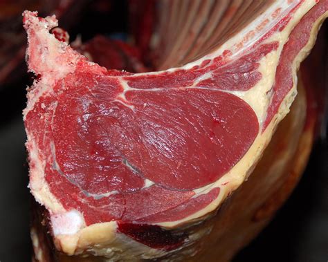 Husbandry And Management Of Beef Cattle Ahdb