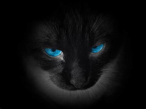 Siamese Cat With Blue Eyes On A Black Background Photograph By Colorful