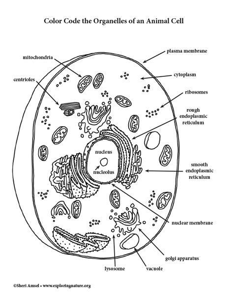 Maybe you would like to learn more about one of these? Animal Cell - Color Code the Organelles