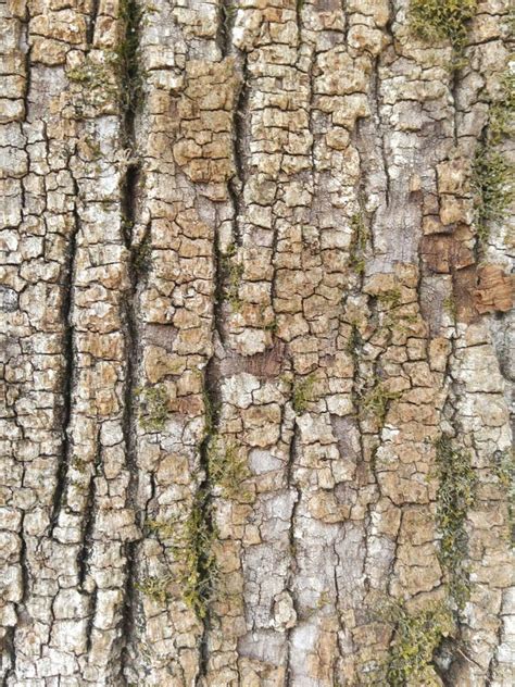 Tree Bark Texture Stock Photo Image Of Bark Etched 100912008