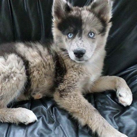 Husky Australian Shepherd Mix Puppy Petsidi