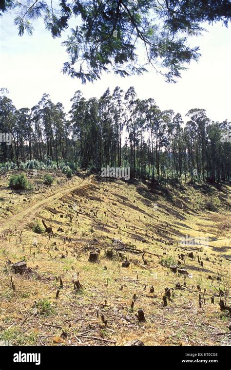 Deforestation Ooty Ootacamund Nilgiris Tamil Nadu India