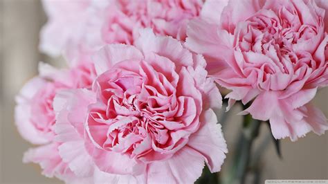 Carnation Wallpaper 44 Images