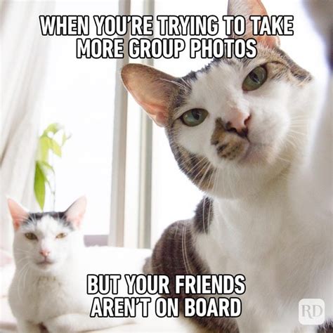 71 Funny Cat Memes Youll Laugh At Every Time Hilarious Cat Memes