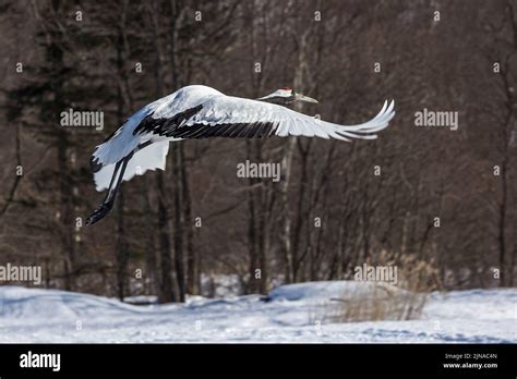 A Red Crowned Crane Flying Over A Snowy Field Stock Photo Alamy