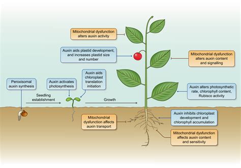 How Is Auxin Linked With Cellular Energy Pathways To Promote Growth