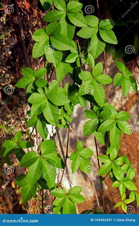Virginia Creeper Victoria Creeper Five Leaved Ivy Parthenocissus