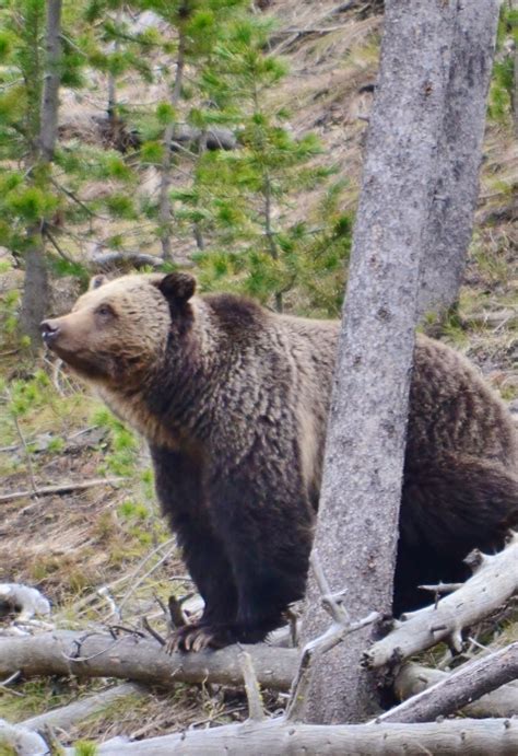 Usfws Initiates Process To Evaluate Restoration Of Grizzly Bears In