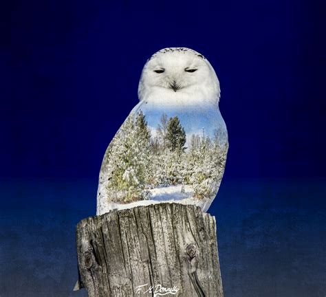 Animals And Their Habitat Snowy Owl By Nini1965 On Deviantart