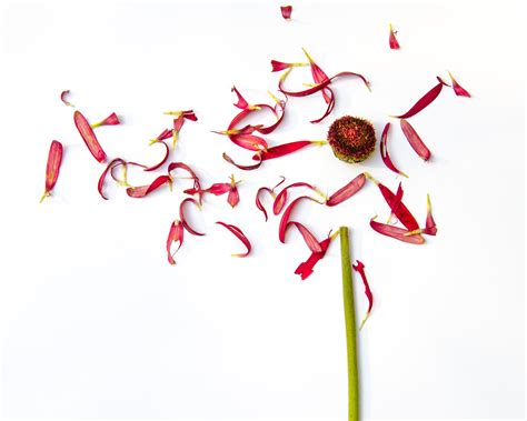 Free Images Branch Plant Flower Petal Line Illustration Organ