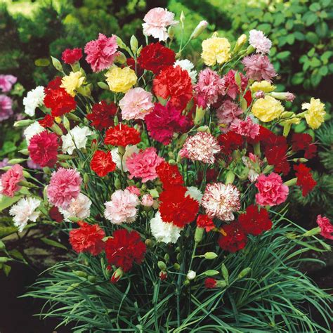 Carnation Seeds Grenadin Double Mix Flower Seeds In Packets And Bulk