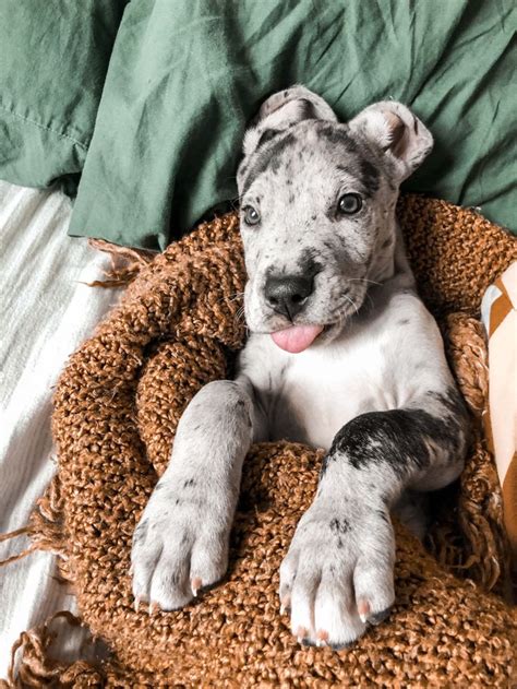 8 Week Old Great Dane Great Dane Puppies Cute Animals