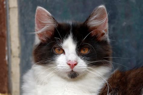 Female siamese cats, our princesses are spoiled and talkative. Cat Names Black And White- Best List Of Cat Names