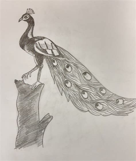 Sketch Peacock Pencil Art