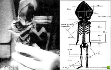 Small Humanoid Figure May Prove Alien Connection Paranormal Research