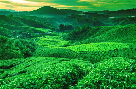 Man Made Tea Plantation Hd Wallpaper