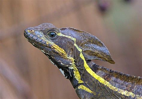 Common Basilisk Lizard In South Florida Photo By Frank Garcia