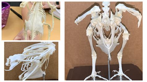 Bird Skeleton Anatomy Diagram Quizlet