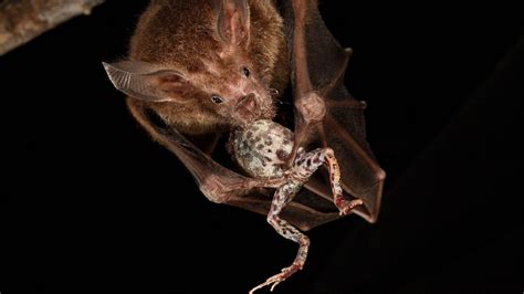 This Bat Tunes Into Raucous Frog Serenades To Locate Dinner