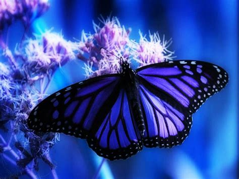 Purple Beautiful Butterflies