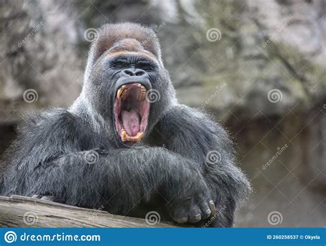 Wild Gorilla Leader Yawns Irritably Showing Dangerous Fangs And Teeth