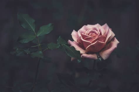 High Res Dusty Pink Colored Rose Picture — Free Images