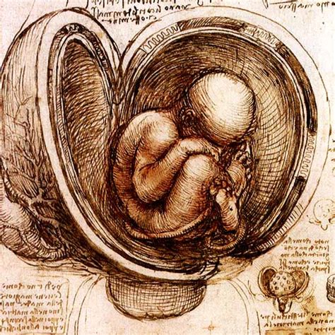 Anatomical Drawings Da Vinci Great But Not Infallible