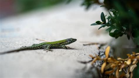 Download Wallpaper 2560x1440 Lizard Reptile Branch Widescreen 169 Hd