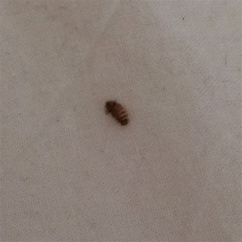 Australischer teppichkafer lexikon der schadlinge erkennen und bekampfen. Käfer an der wand oder bett, was ist das? (klein)