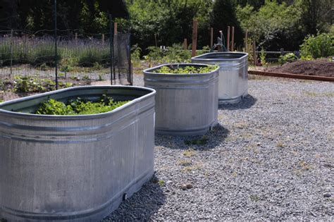 Galvanized Water Trough Planters Insteading 2022