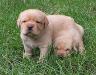 Golden meadows retrievers breeds top flight, purebred vizsla puppies right in california and sell throughout the country. Chocolate & Black Labrador Puppies for Sale in California ...