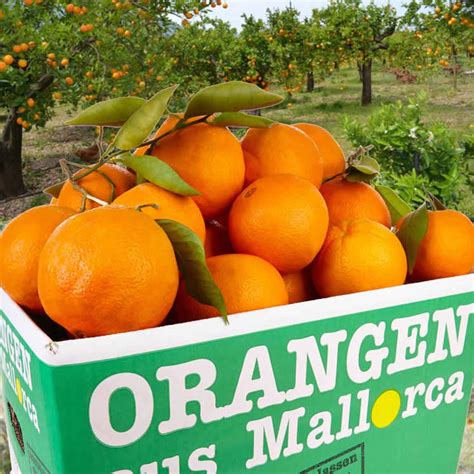 Navelina Orangen aus Mallorca online bestellen & gratis liefern lassen