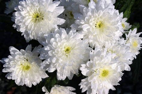 Chrysanthemum Flowers Their Meaning And Symbolism By Color Petal