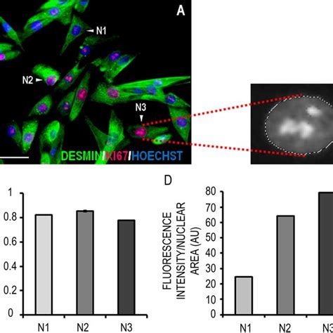 Quantification Of Ki67 Fluorescence Intensity In The Nucleus Of