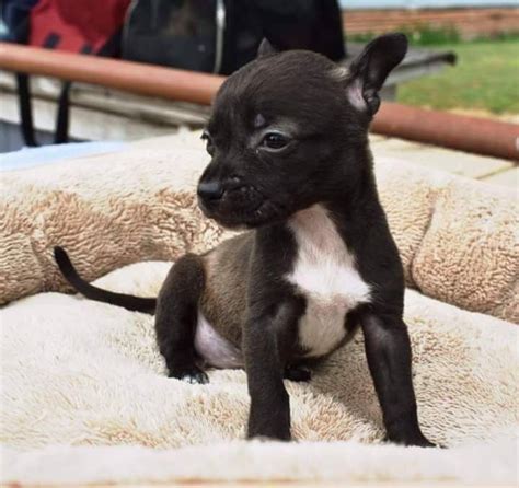 Acs will process adoptions from 11 a.m. Chiweenie dog for Adoption in Von Ormy, TX. ADN-584722 on PuppyFinder.com Gender: Female. Age ...