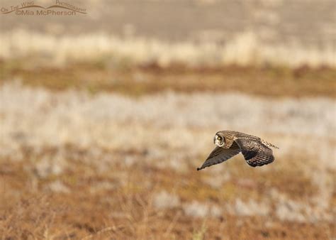 Feathers And Fur Short Eared Owl Shaking Brewers